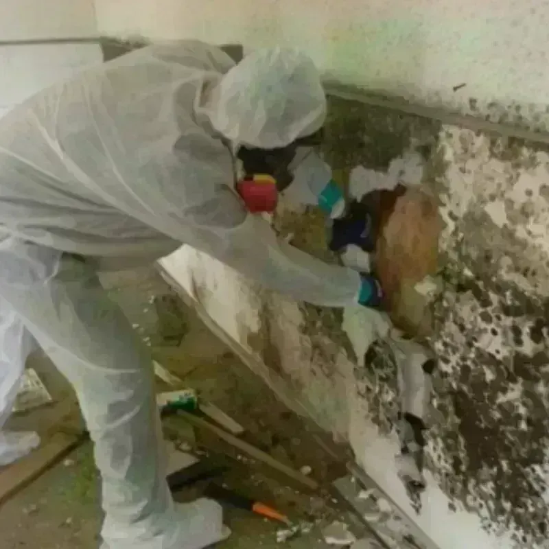 Mold Remediation and Removal in Tuckerton, NJ